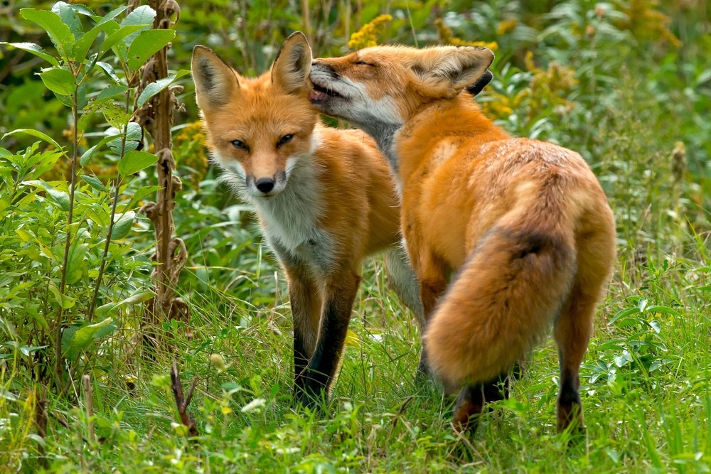 What Does The Fox Say? - Irvine Nature Center