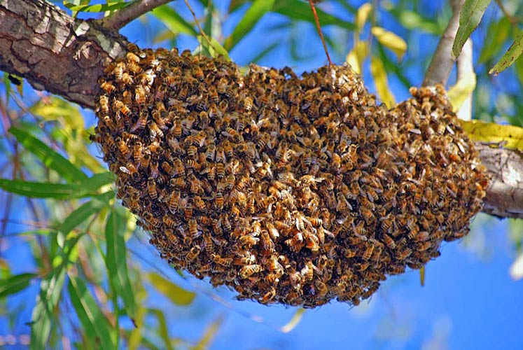 honey-bee-swarms-irvine-nature-center