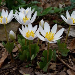 Bloodroot