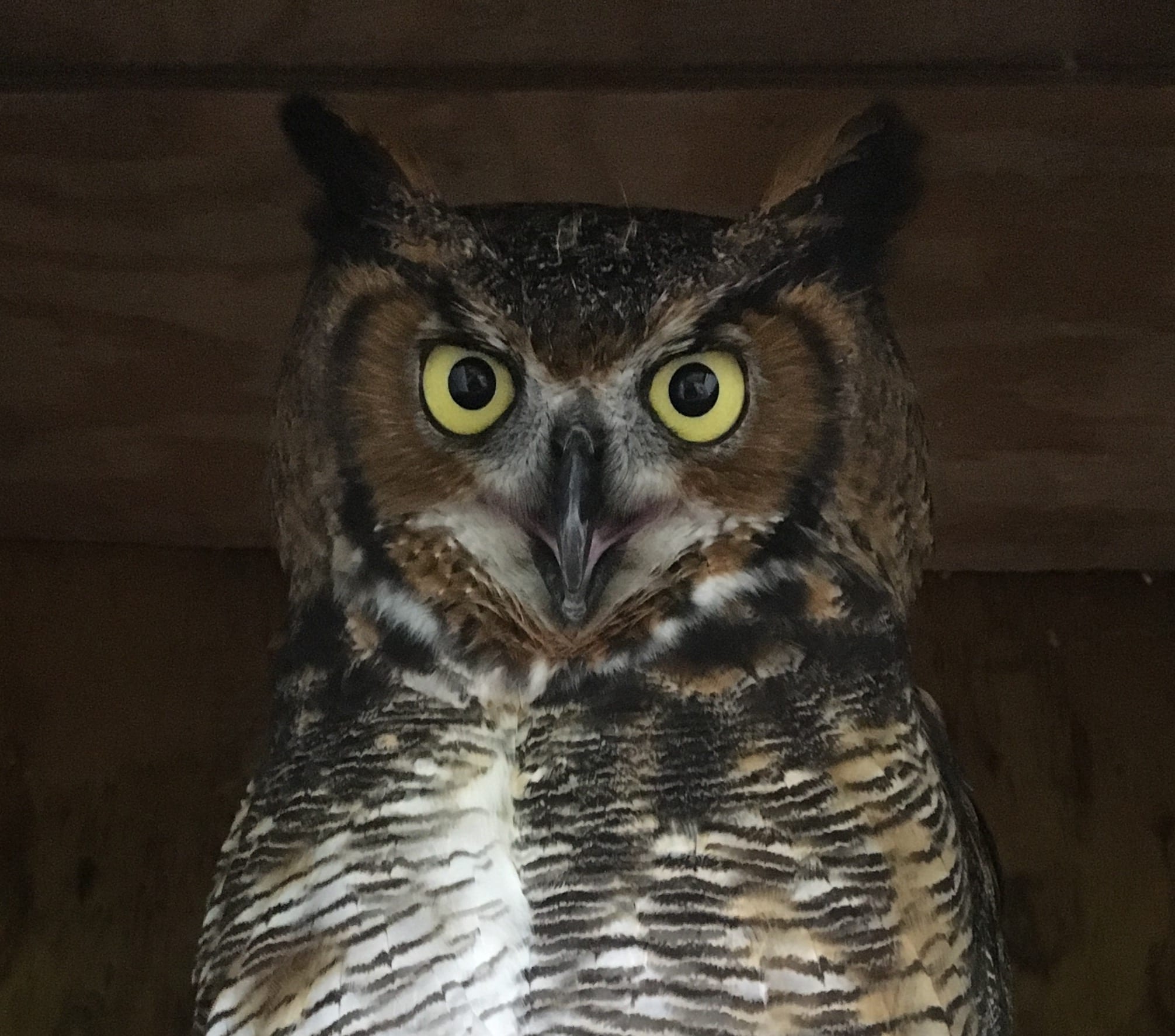 Who's Awake? - Irvine Nature Center