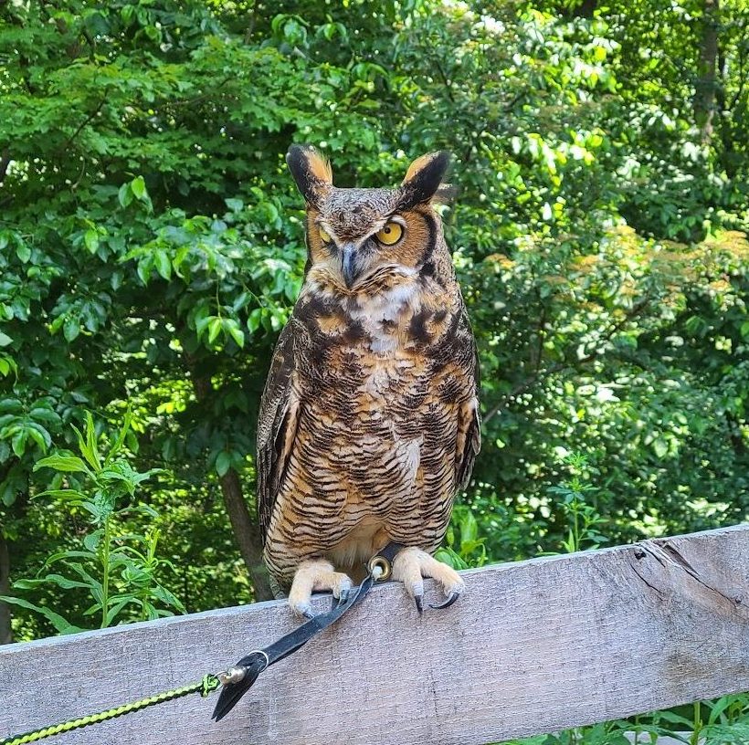 great horned owl