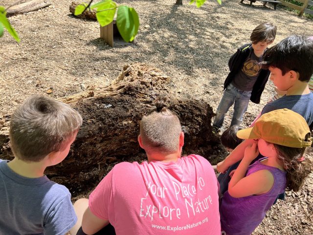 Digging for Bess Beetles 1