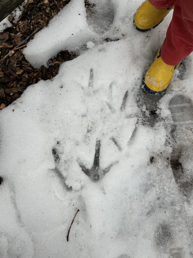 snow tracks
